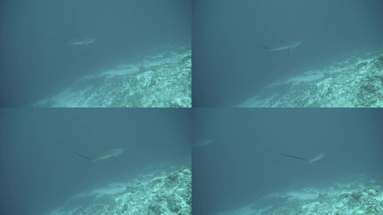 马尔代夫稀有而难以捉摸的长尾鲨