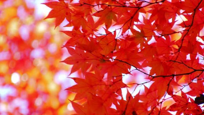秋天的颜色树叶红色树枝