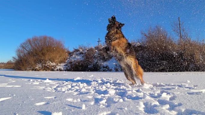 德国牧羊犬在雪地里奔跑。