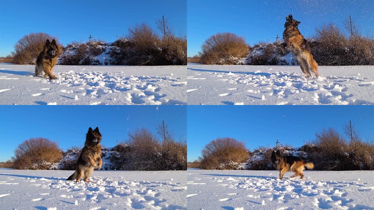 德国牧羊犬在雪地里奔跑。