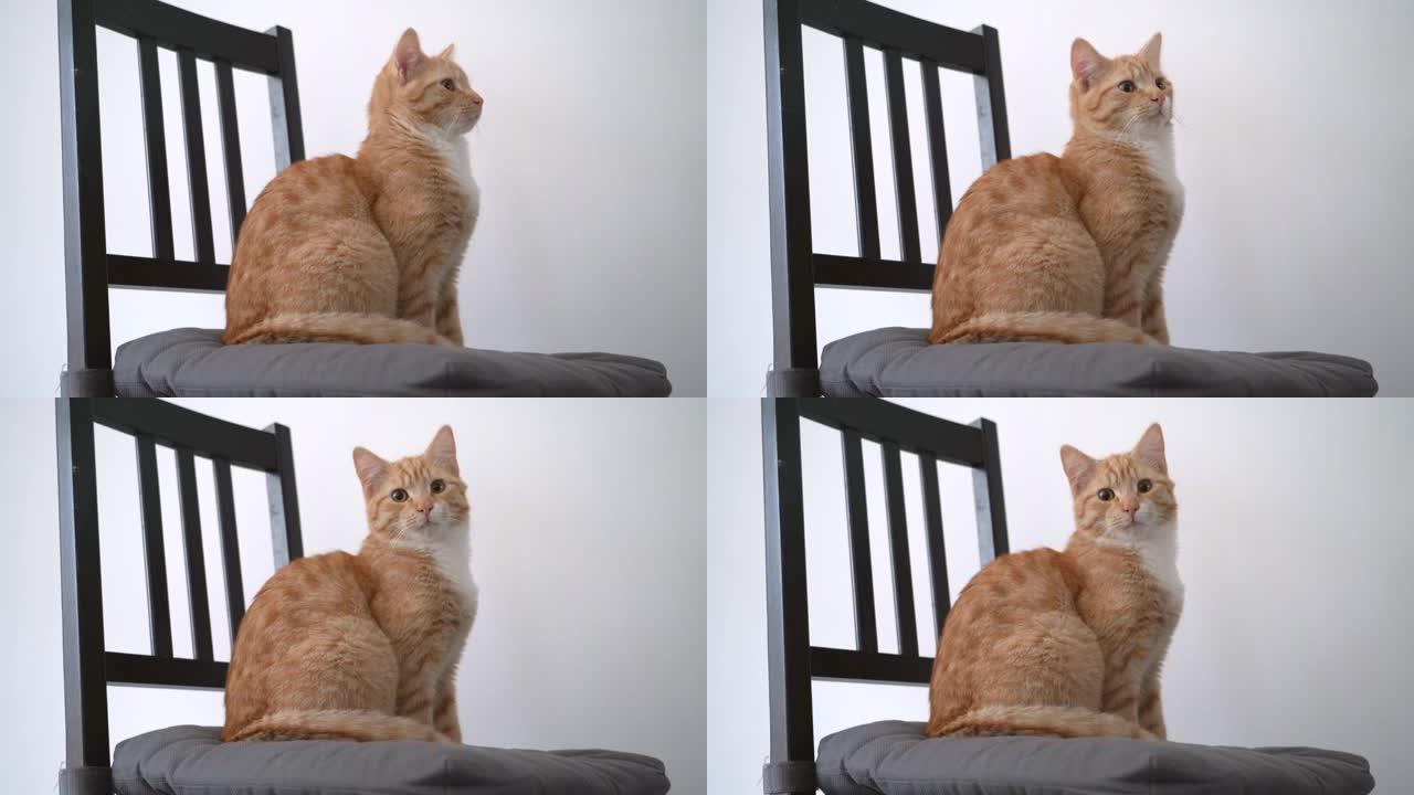 坐在椅子上的红色小猫。在公寓周围追踪小猫。玩和跳。长发姜小猫在家玩耍。可爱的有趣的家庭宠物。4k视频