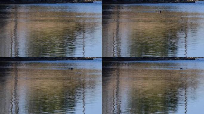 湖上的金眼鸭