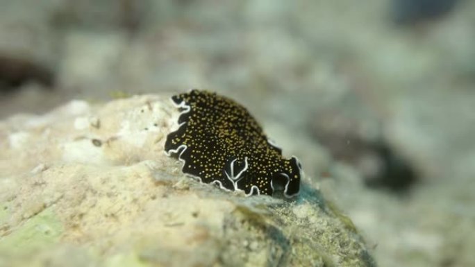 马尔代夫的黄斑扁虫