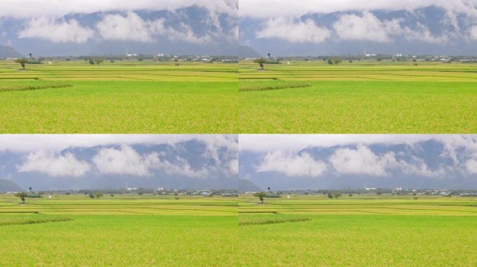 台湾台东县池上乡秋美稻田