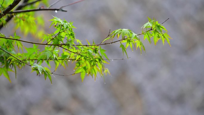 雨中植物 雨天树叶