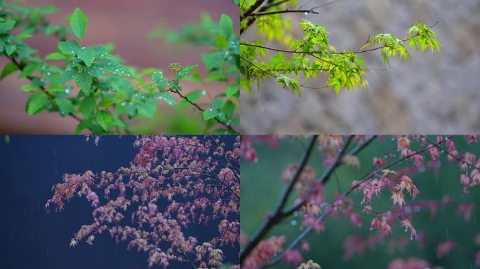 雨中植物 雨天树叶