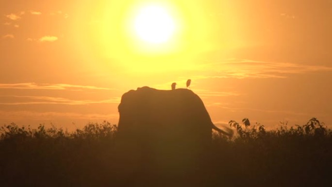 早晨日出时大象背上的两只白鹭