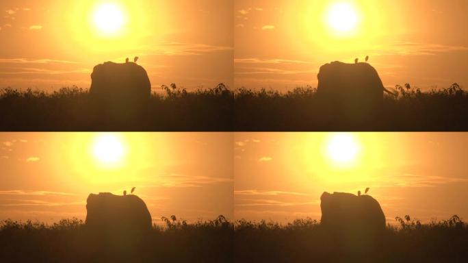 早晨日出时大象背上的两只白鹭
