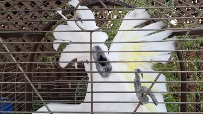 笼子里的白色凤头鹦鹉。凤头鹦鹉在笼子里拍打翅膀。凤头鹦鹉在笼子里尖叫并拍打翅膀