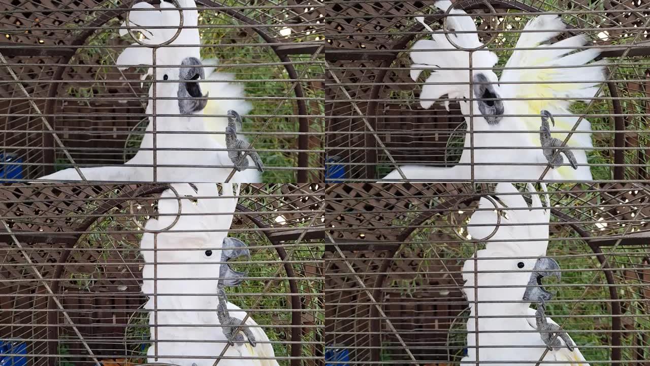 笼子里的白色凤头鹦鹉。凤头鹦鹉在笼子里拍打翅膀。凤头鹦鹉在笼子里尖叫并拍打翅膀