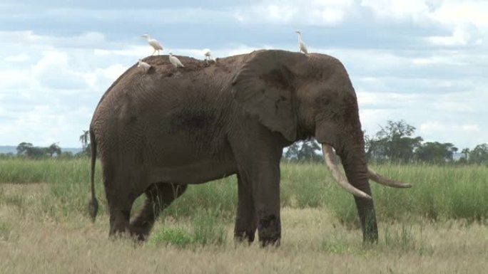 一只大象在背上放牧的特写镜头