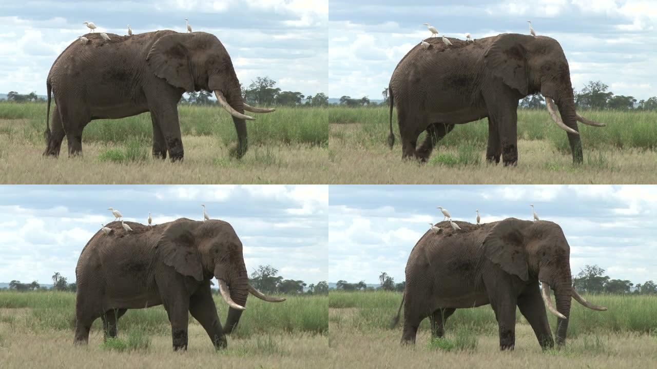 一只大象在背上放牧的特写镜头