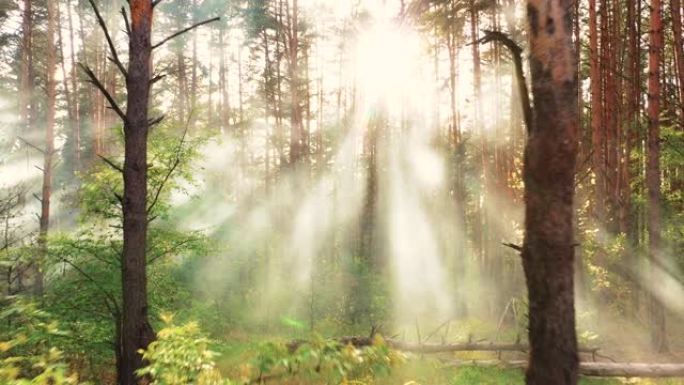 晨雾在树林中，美丽的夏季自然景观
