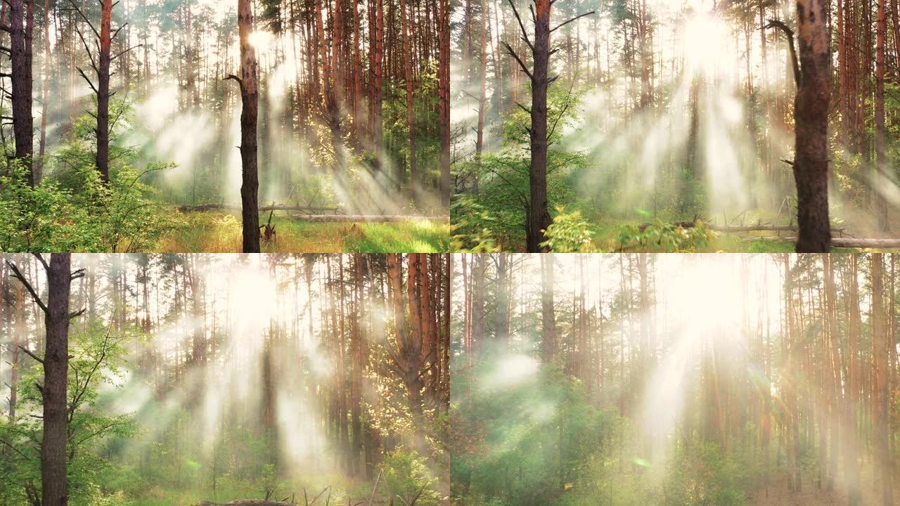 晨雾在树林中，美丽的夏季自然景观