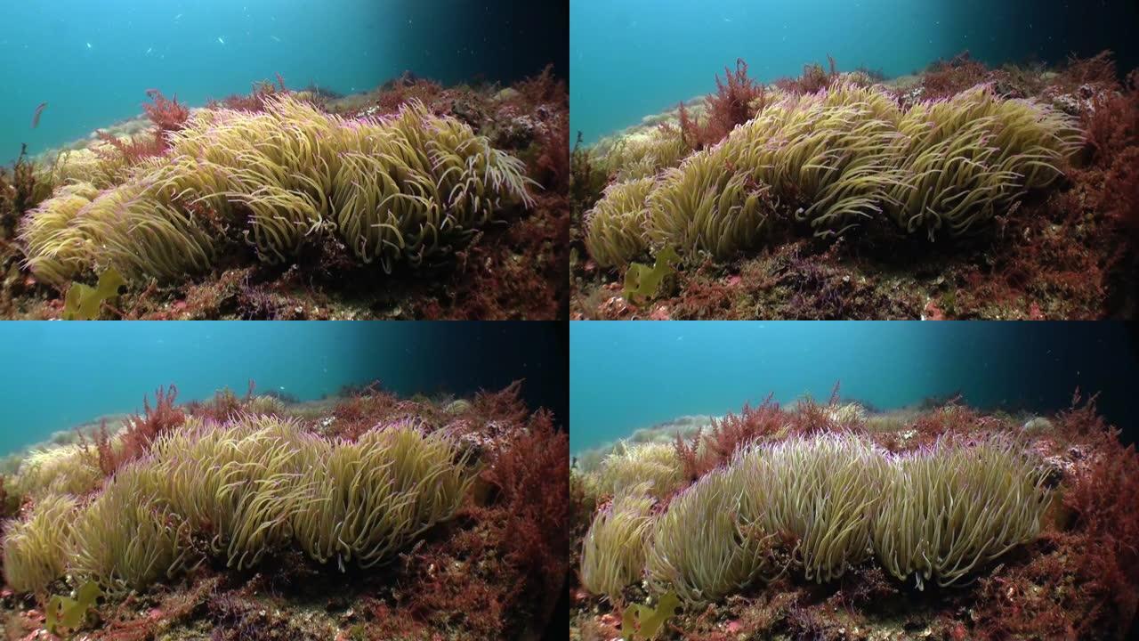 海葵在大西洋火山起源的沙底水下。