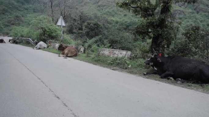 印度道路上的牛
