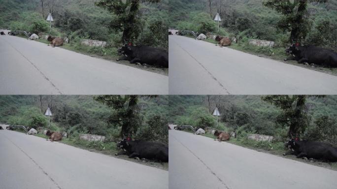 印度道路上的牛