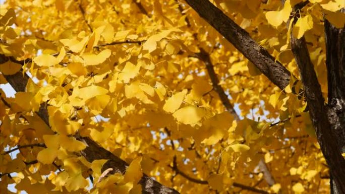 秋日银杏树的鲜黄色叶子，以森林为背景，4k放大镜头，实时b滚动拍摄。