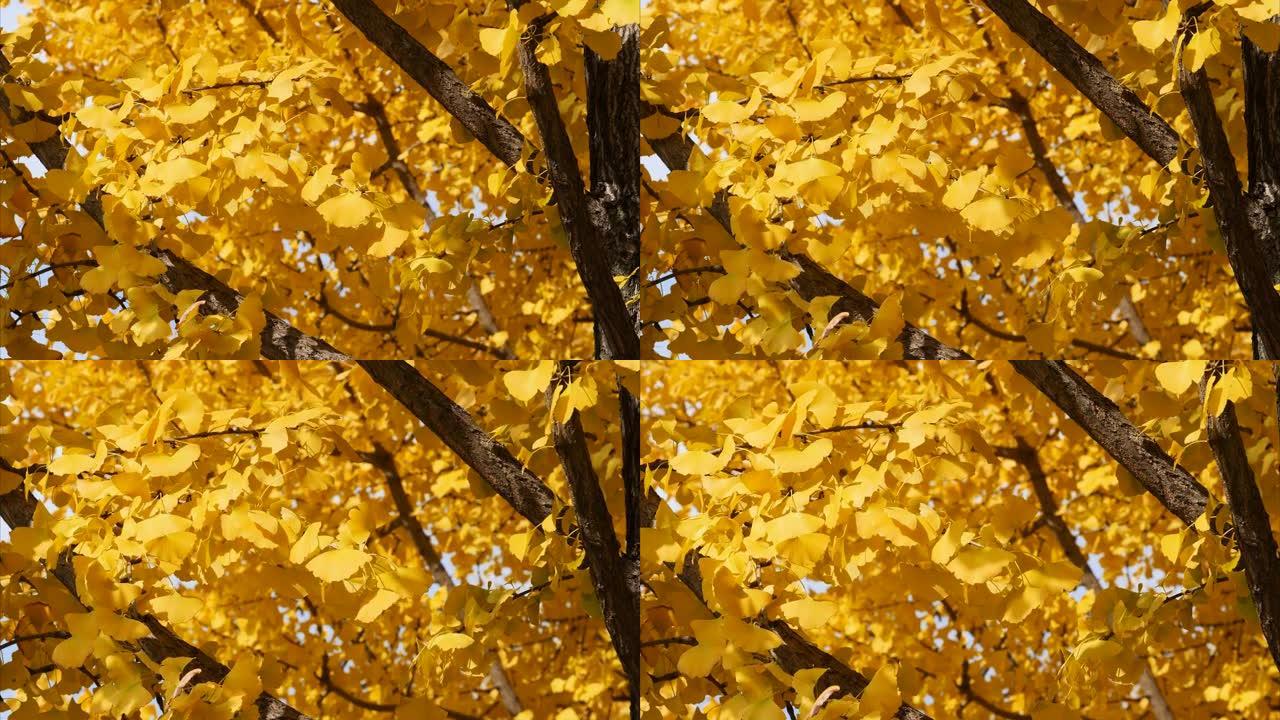 秋日银杏树的鲜黄色叶子，以森林为背景，4k放大镜头，实时b滚动拍摄。