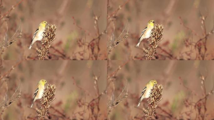 东部金翅雀在秋天吃黄金种子荚的种子
