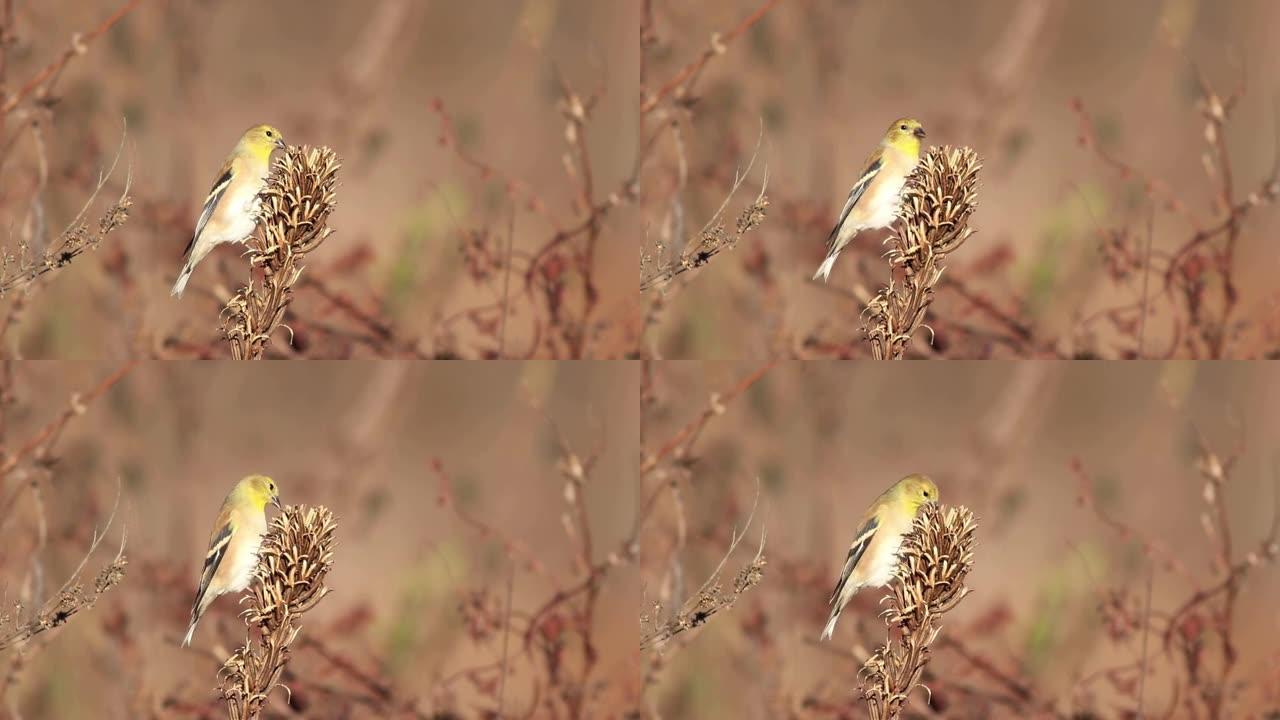 东部金翅雀在秋天吃黄金种子荚的种子