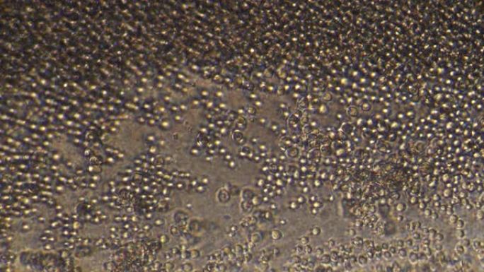 酵母细胞显微镜 (酿酒酵母)。放大300倍，可见颗粒形状的细胞。由于缺乏营养和空间，细胞快速运动。