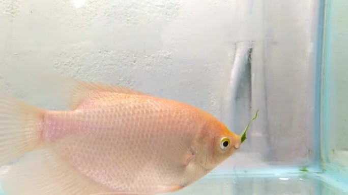 粉红色的婴儿巨型gourami鱼喂绿叶