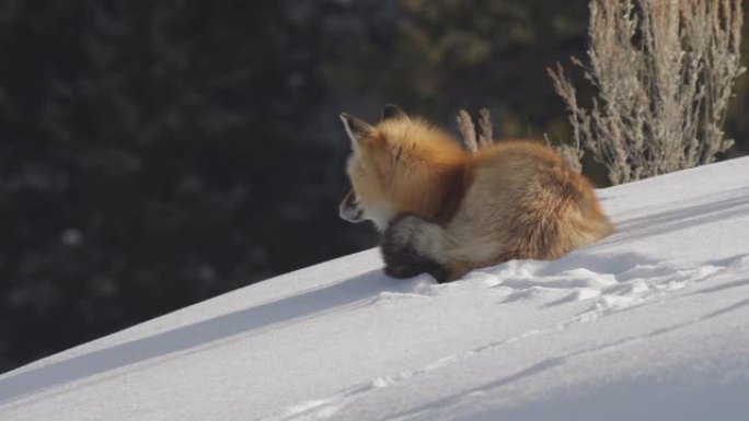 黄石公园的红狐狸坐在冬天的雪地上
