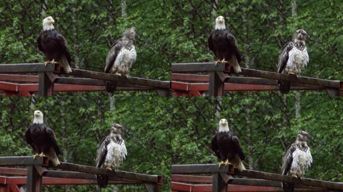 一只成年白头鹰和一只年轻的白头鹰在桥的梁上休息。