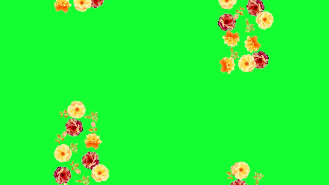 美丽的玫瑰花动画，使用色键的可移动背景