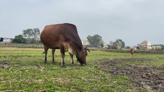 牛吃草 中国黄牛 耕牛 新时代农村风景