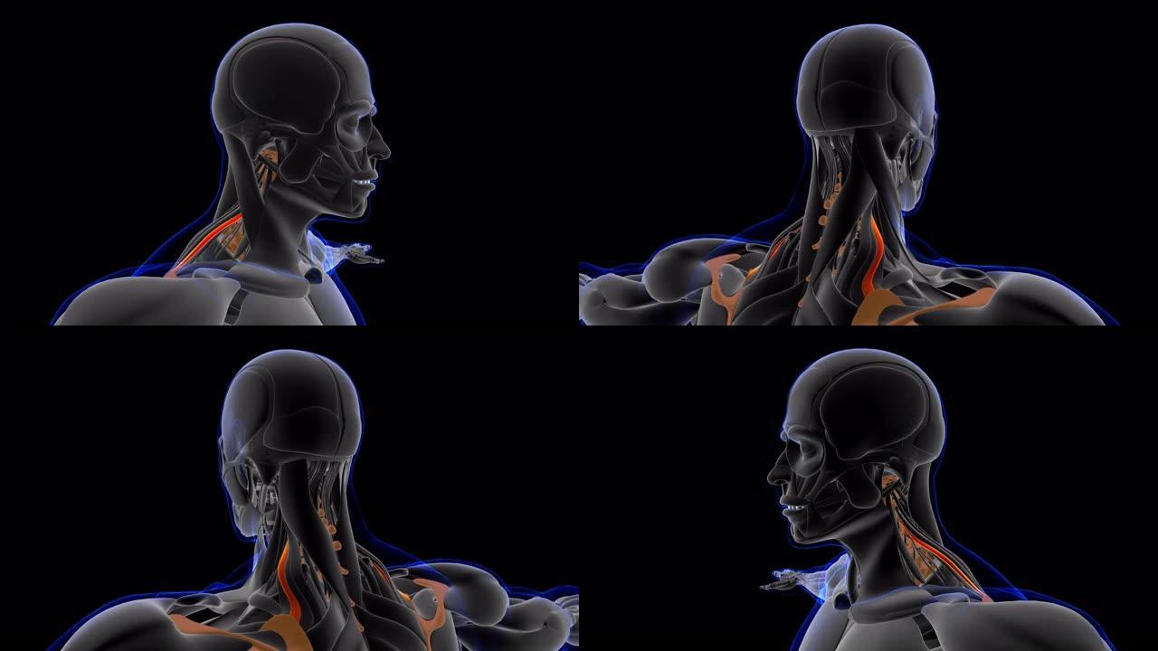 肩胛骨提肌解剖医学概念环可3D插图