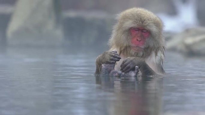 日本雪猴的慢动作享受户外沐浴和放松