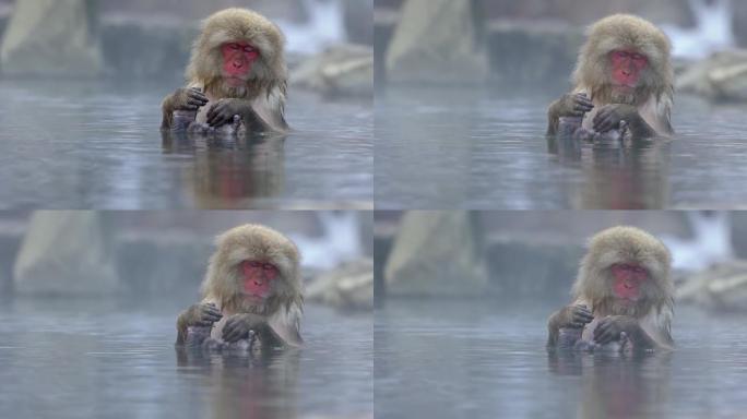 日本雪猴的慢动作享受户外沐浴和放松