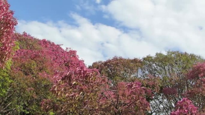 绿树粉红的不寻常景观。蓝天上的栗树或猴子碗。开花树木景观。