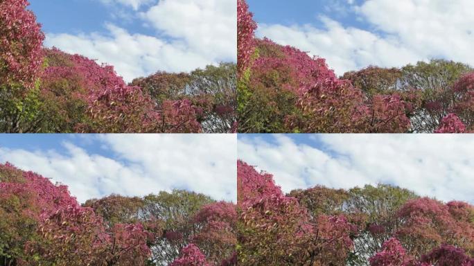 绿树粉红的不寻常景观。蓝天上的栗树或猴子碗。开花树木景观。