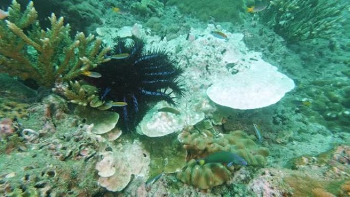 破坏性海星造成的珊瑚白化