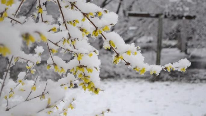 春季降雪期间，灌木丛上的黄色花朵被雪覆盖