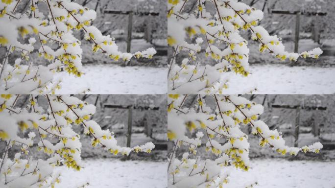 春季降雪期间，灌木丛上的黄色花朵被雪覆盖