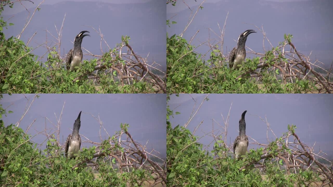 灰色犀鸟在面向摄像机的树枝上唱歌