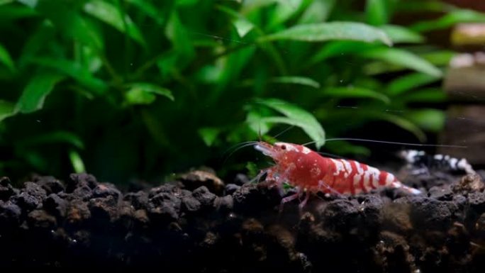 红色花式矮虾在淡水水缸中与绿叶水生植物一起在木材装饰附近的水生土壤中寻找食物
