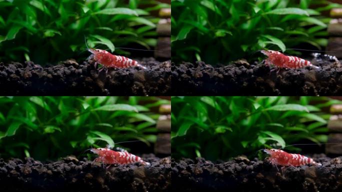 红色花式矮虾在淡水水缸中与绿叶水生植物一起在木材装饰附近的水生土壤中寻找食物