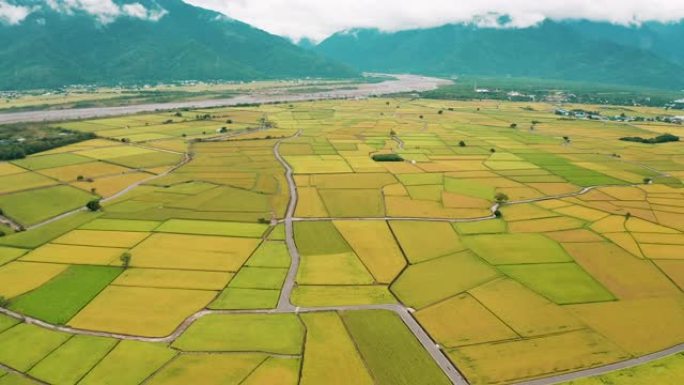 台湾台东县池上乡秋季美景稻田鸟瞰图