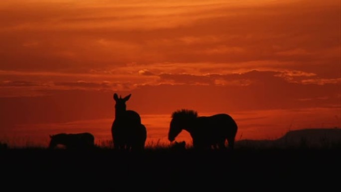 斑马在夕阳下摆姿势