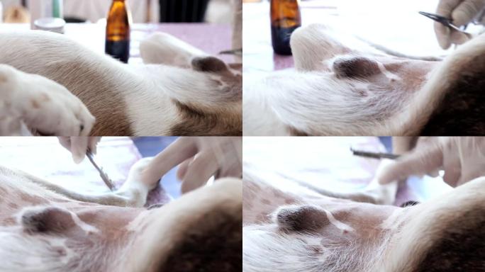 兽医在狗绝育过程前剃毛狗的毛发，动物生活方式的概念。