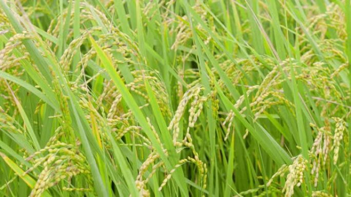 水稻植株被风吹在绿野