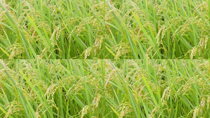 水稻植株被风吹在绿野
