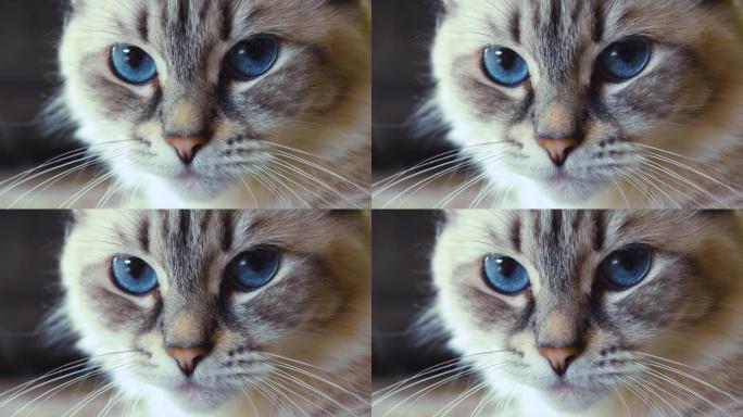 蓝眼睛西伯利亚涅瓦假面猫的好奇表情