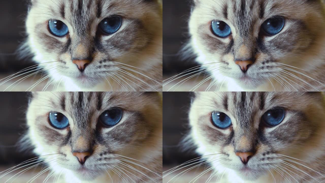 蓝眼睛西伯利亚涅瓦假面猫的好奇表情
