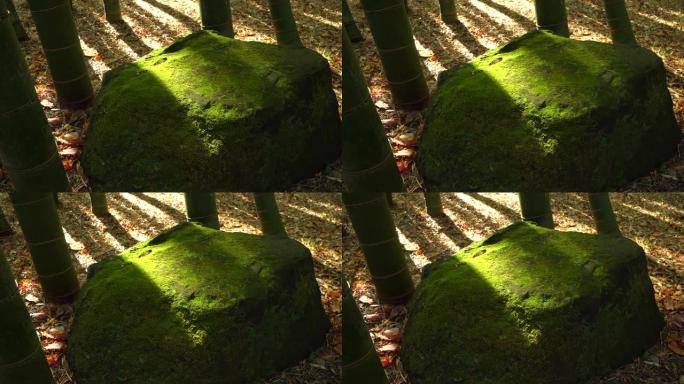竹园。石头上的绿色苔藓。